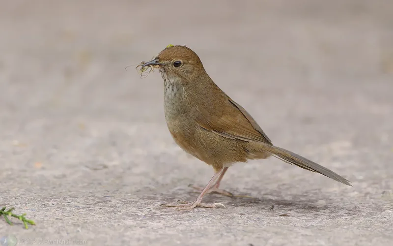 臺灣叢樹鶯 Taiwan Bush Warbler