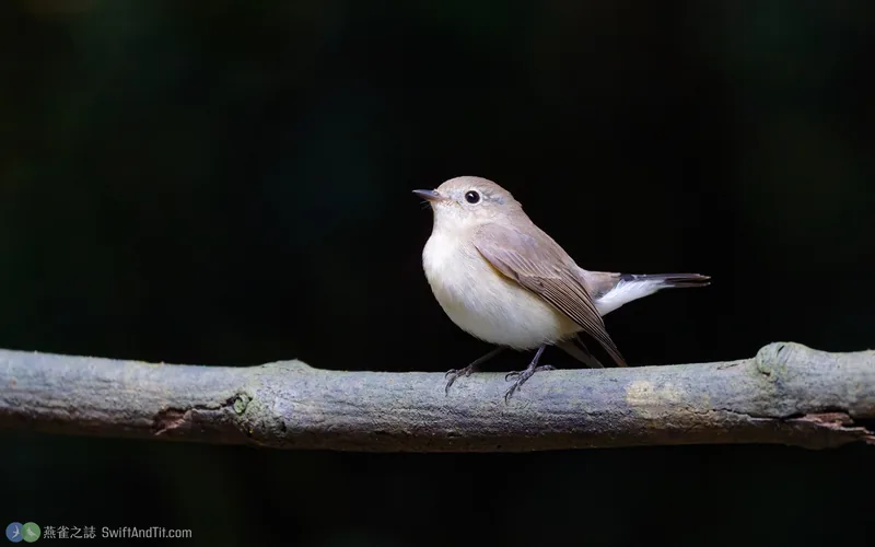 紅喉鶲 Taiga Flycatcher