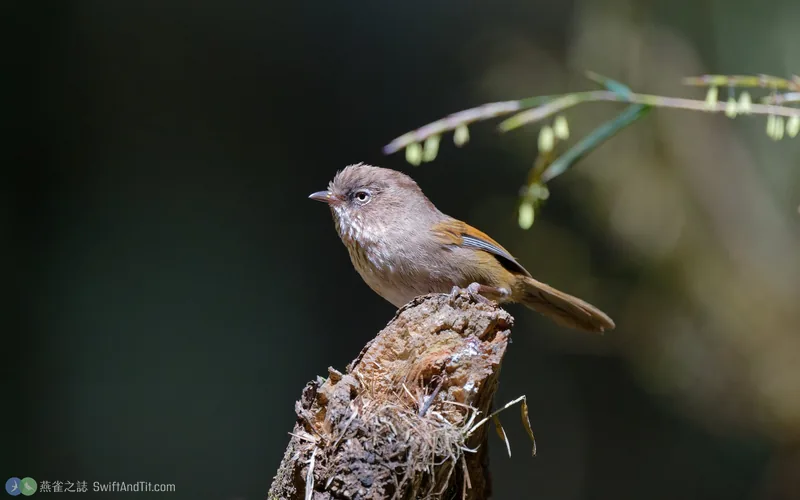 褐頭花翼 Taiwan Fulvetta