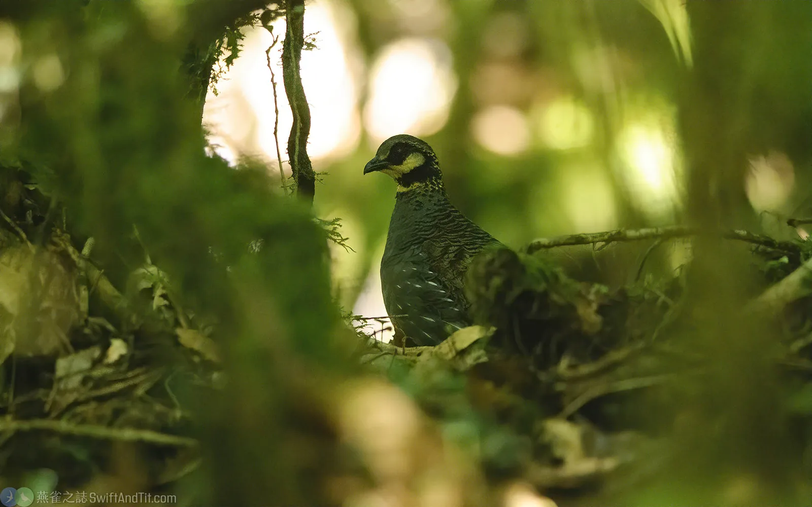 臺灣山鷓鴣 Taiwan Partridge