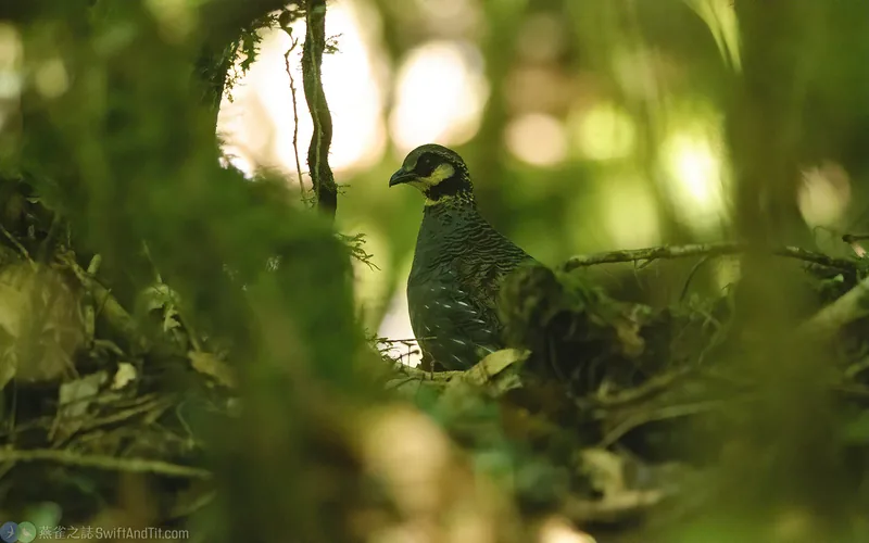 臺灣山鷓鴣 Taiwan Partridge