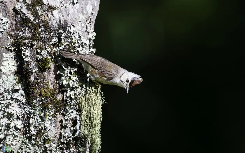 冠羽畫眉 Taiwan Yuhina