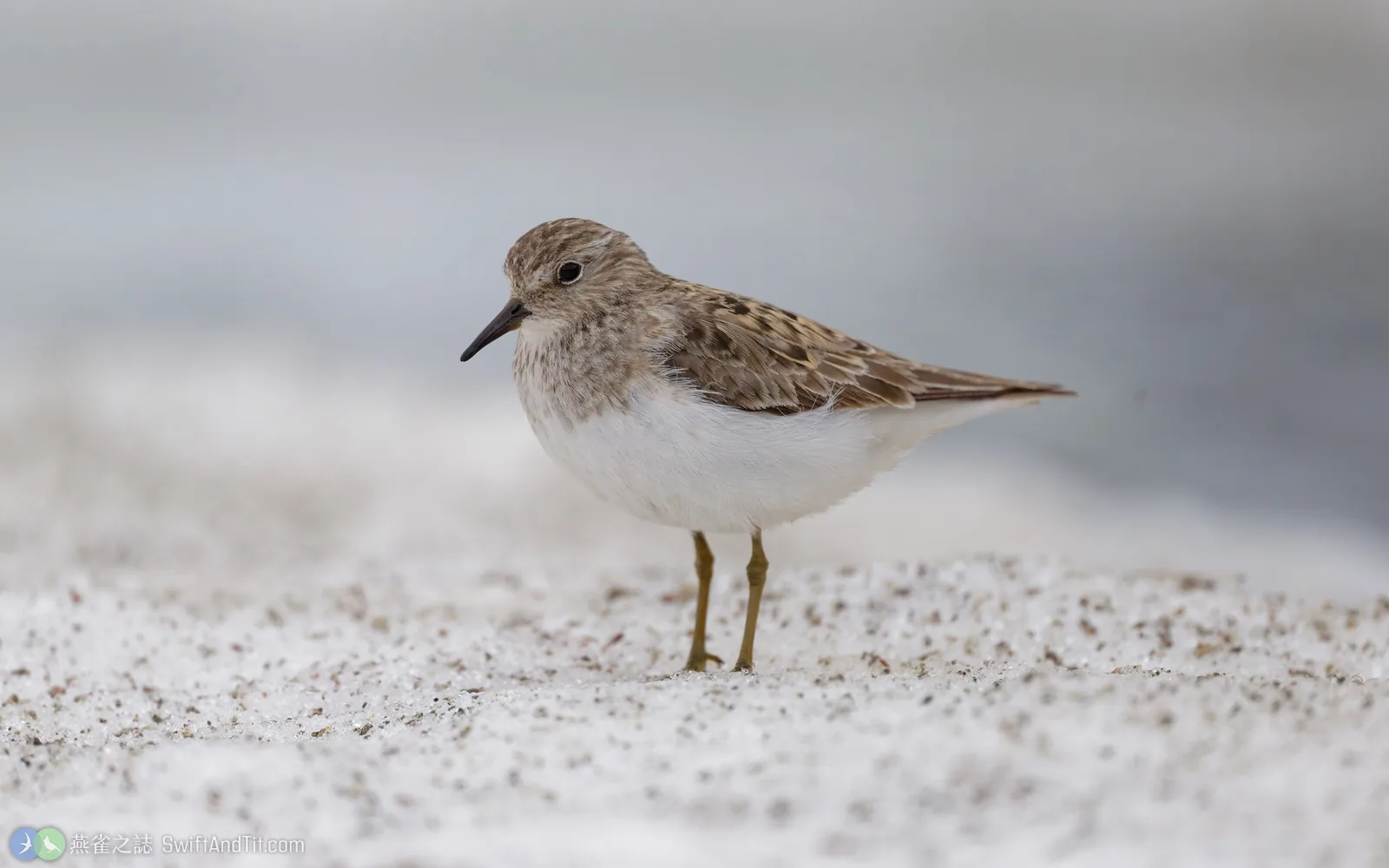 丹氏濱鷸 Temminck's Stint