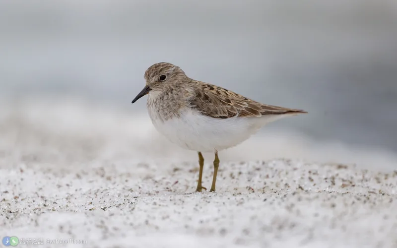 丹氏濱鷸 Temminck's Stint