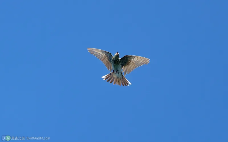 林鷚 Tree Pipit