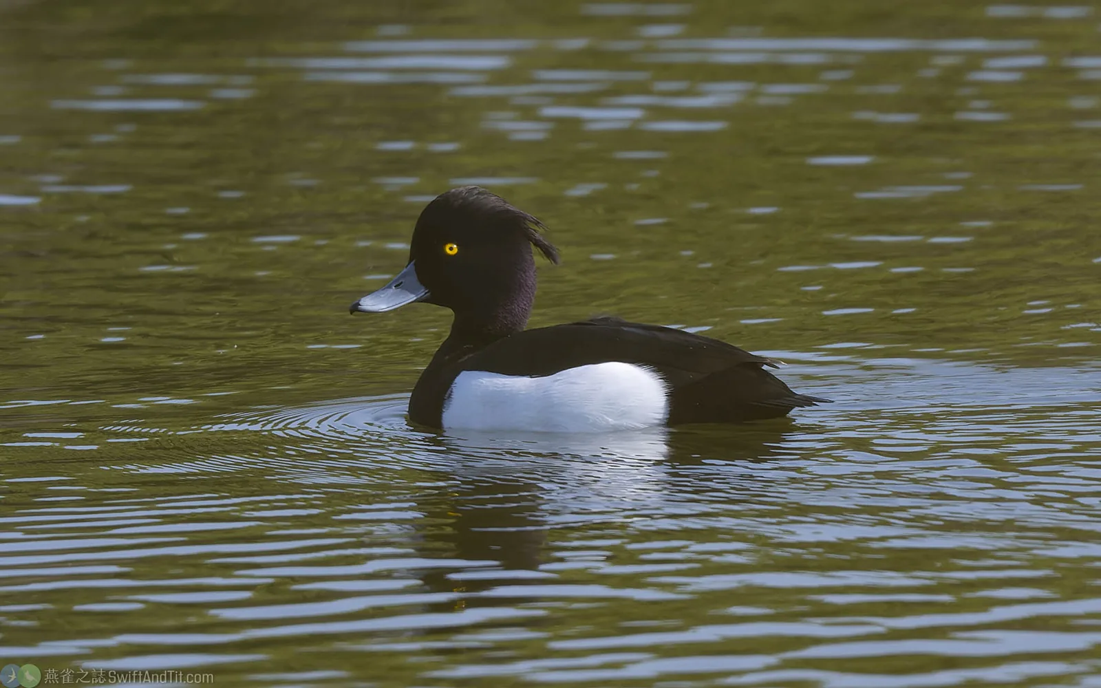 鳳頭潛鴨 Tufted Duck