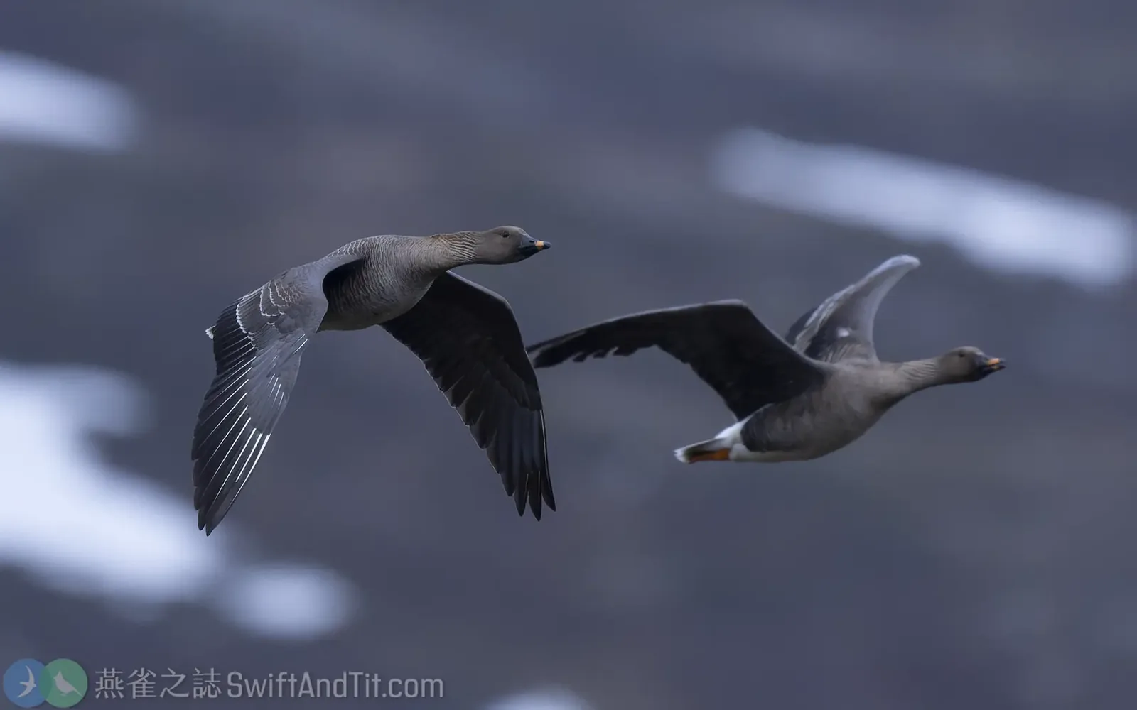 凍原豆雁 Tundra Bean-Goose
