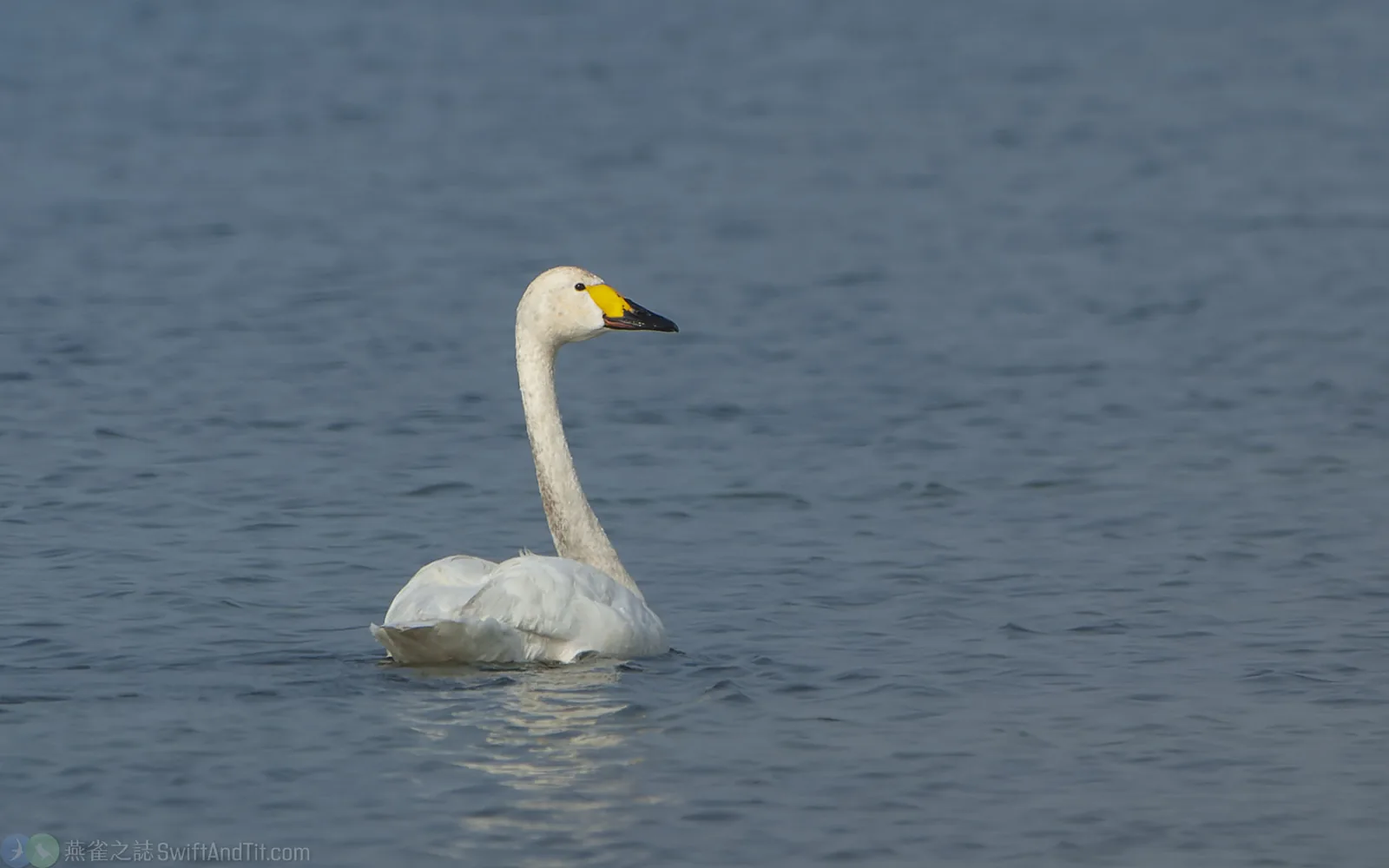 小天鵝 Tundra Swan