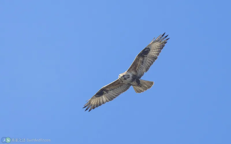 大鵟 Upland Buzzard