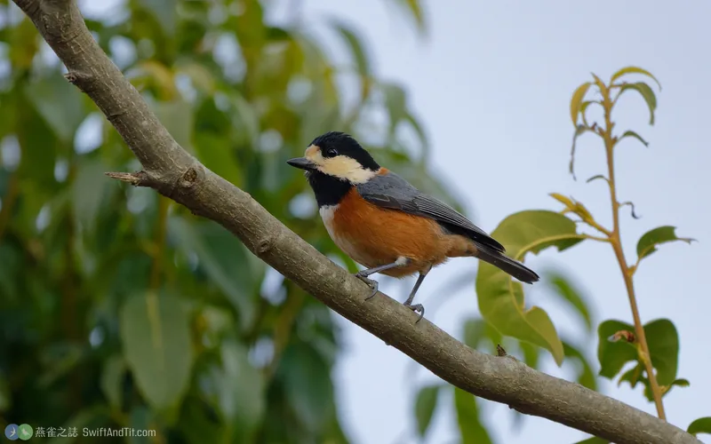 雜色山雀 Varied Tit