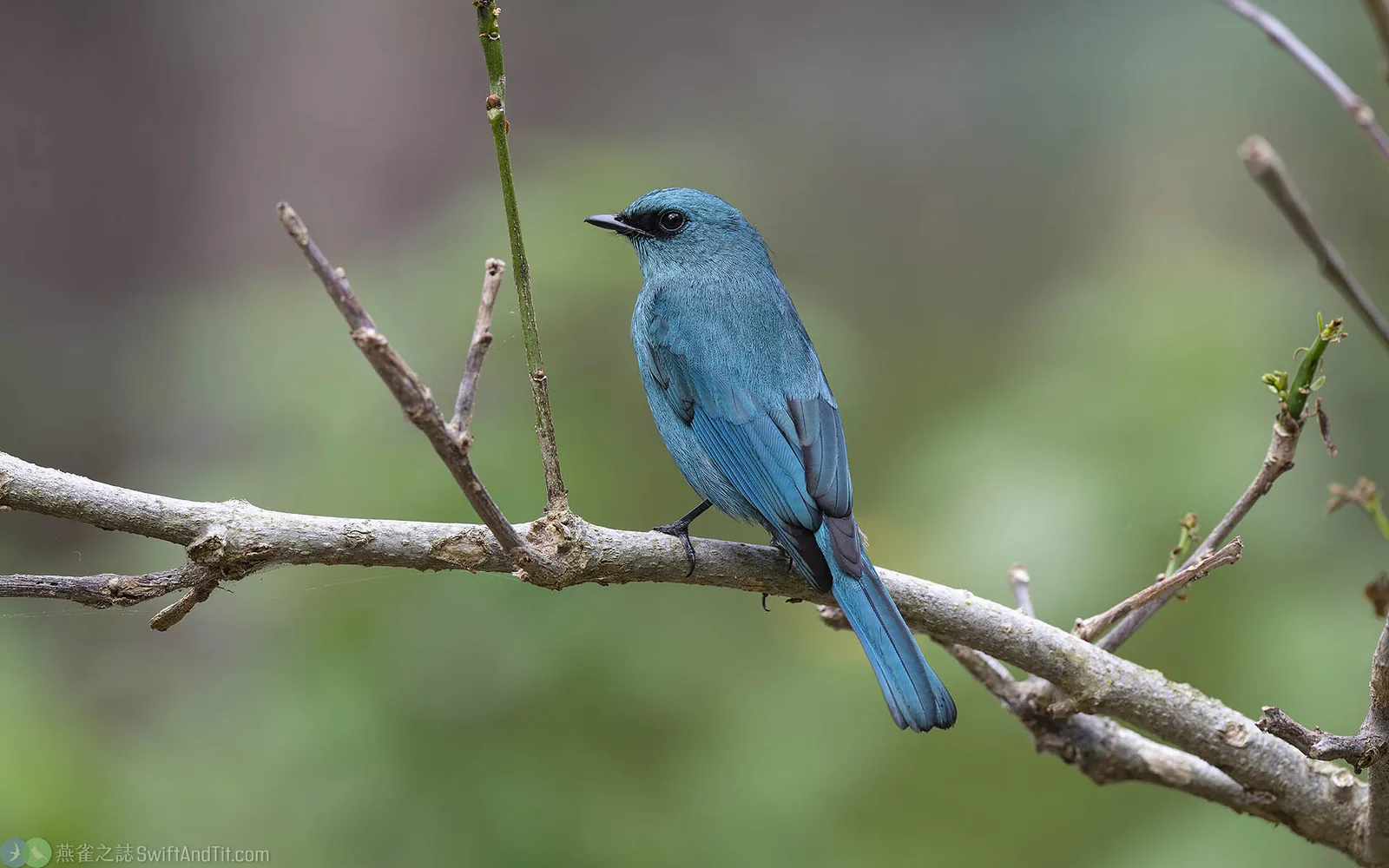 銅藍鶲 Verditer Flycatcher