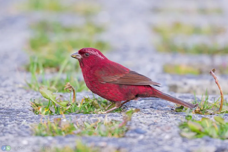 臺灣朱雀 Taiwan Rosefinch