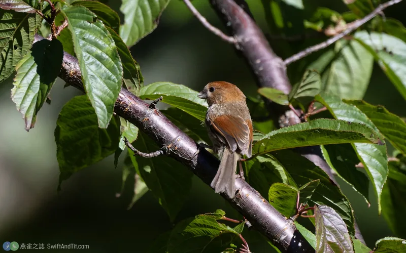 粉紅鸚嘴 Vinous-throated Parrotbill