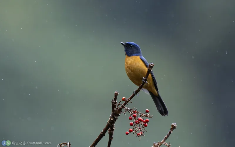 黃腹琉璃 Taiwan Vivid Niltava