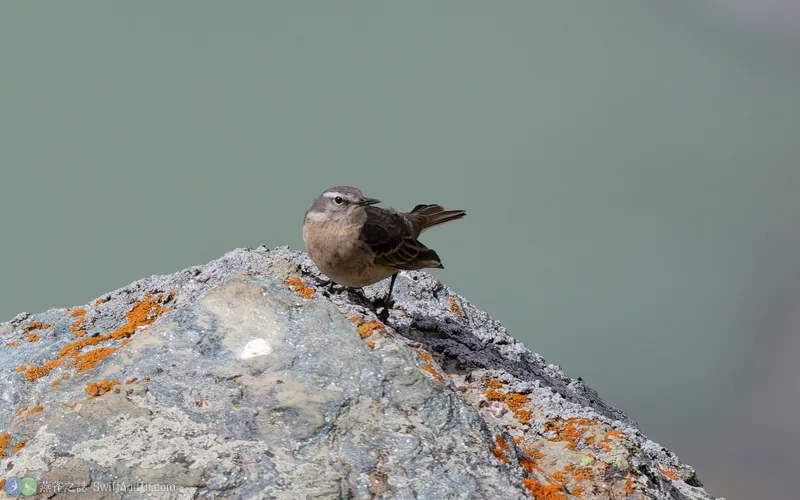 水鷚 Water Pipit