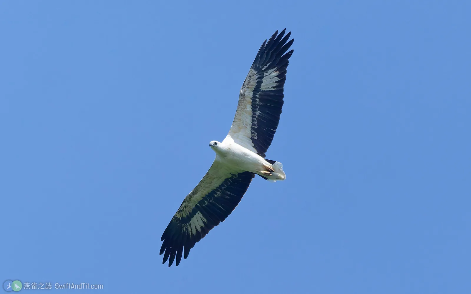 白腹海鵰 White-bellied Sea-Eagle