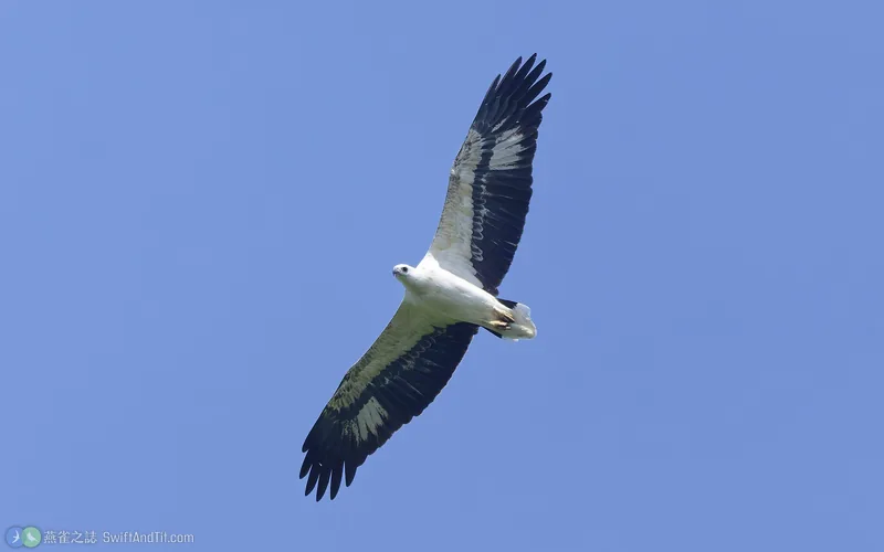 白腹海鵰 White-bellied Sea-Eagle