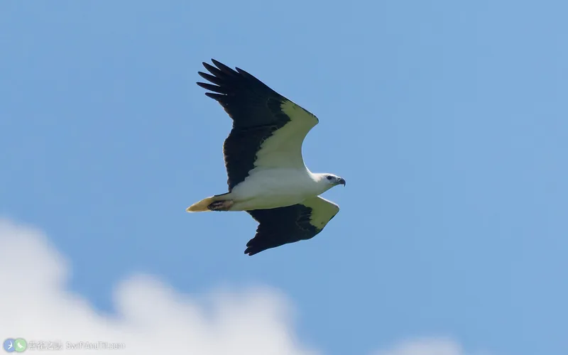 白腹海鵰 White-bellied Sea-Eagle 成鳥 飛行