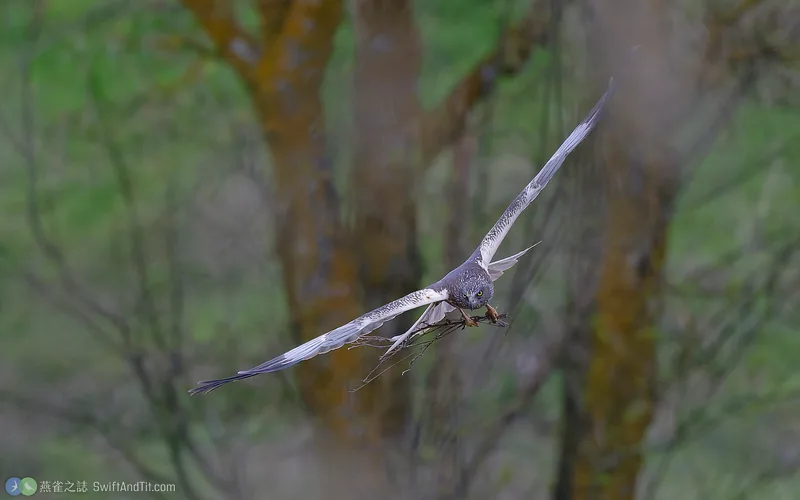 西方澤鵟 Western Marsh Harrier
