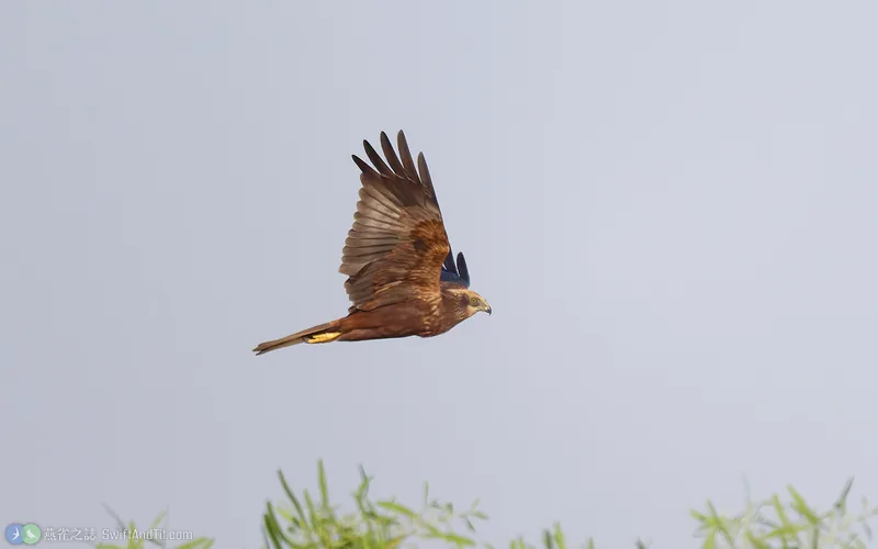 西方澤鵟 Western Marsh Harrier