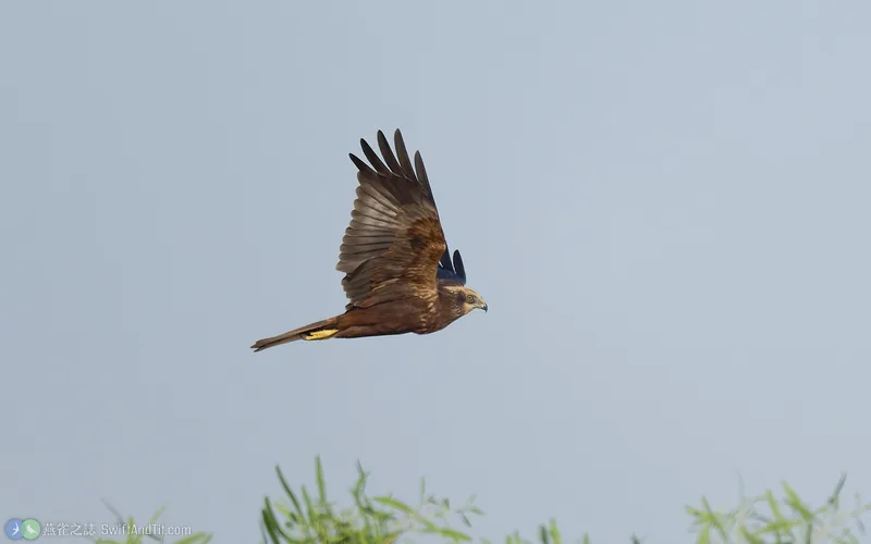 西方澤鵟 Western Marsh Harrier