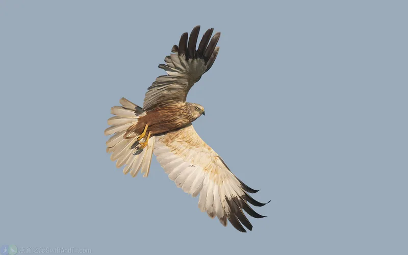 西方澤鵟 Western Marsh Harrier