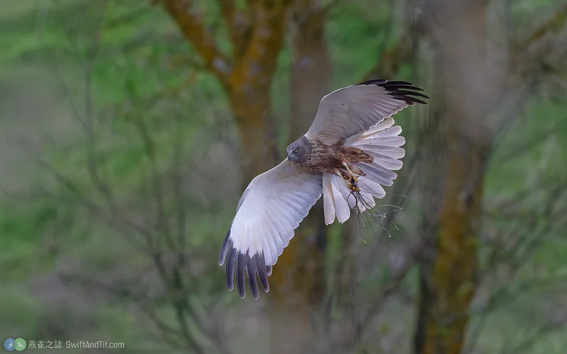 西方澤鵟 Western Marsh Harrier