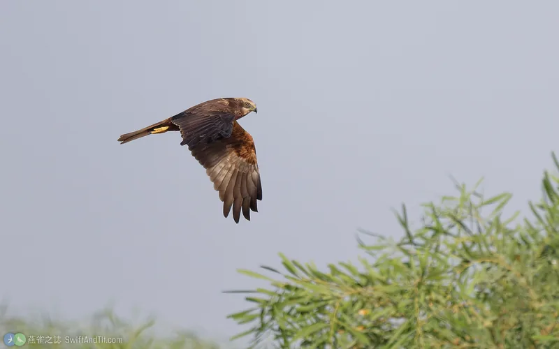 西方澤鵟 Western Marsh Harrier