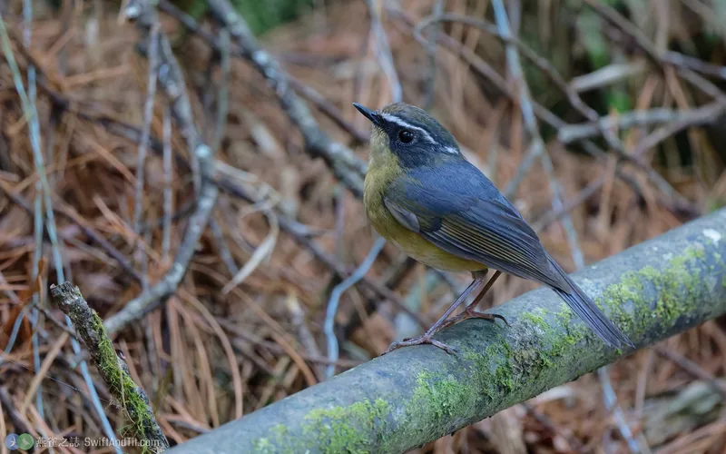 臺灣白眉林鴝 Taiwan Bush-Robin