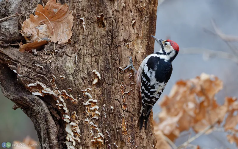 大赤啄木 White-backed Woodpecker