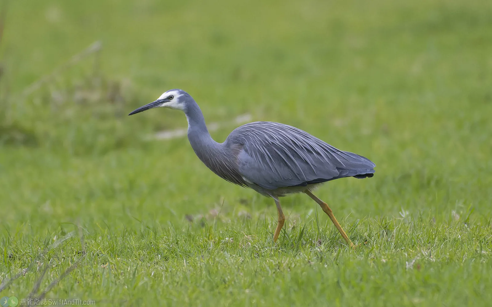 白臉鷺 White-faced Heron