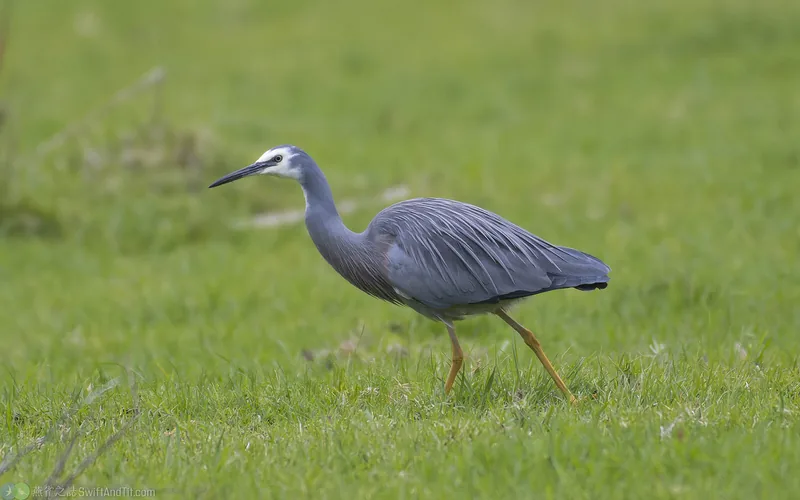 白臉鷺 White-faced Heron