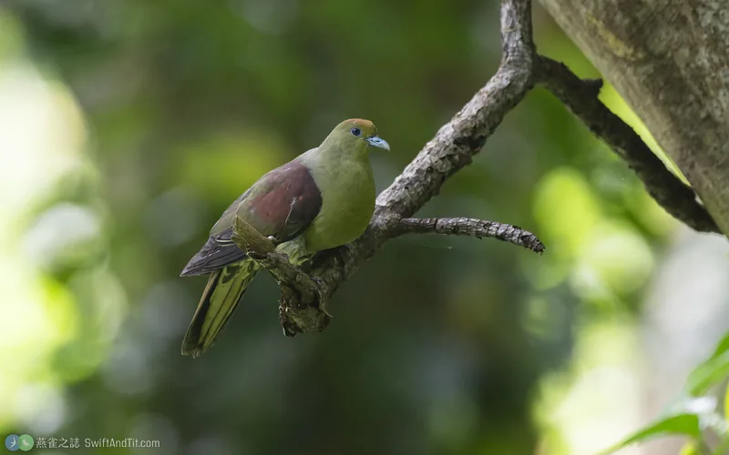 紅頭綠鳩 Whistling Green-Pigeon