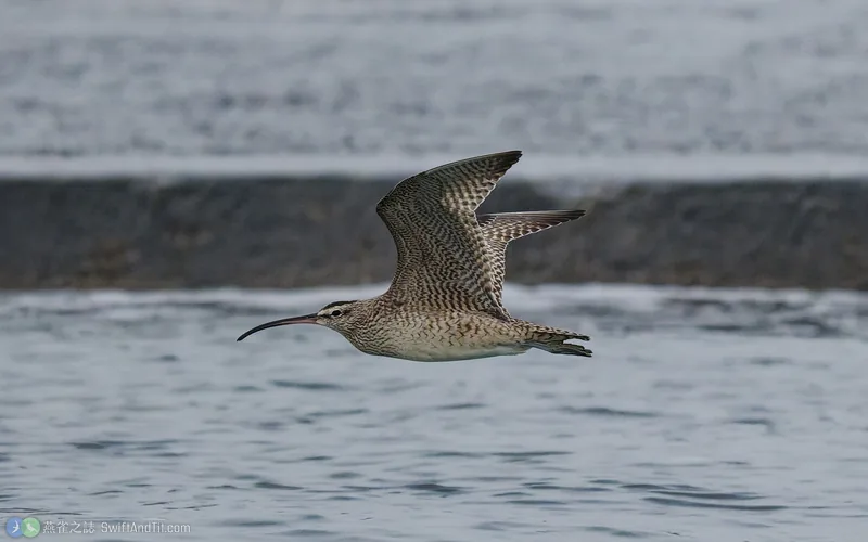 美洲中杓鷸 Hudsonian Whimbrel