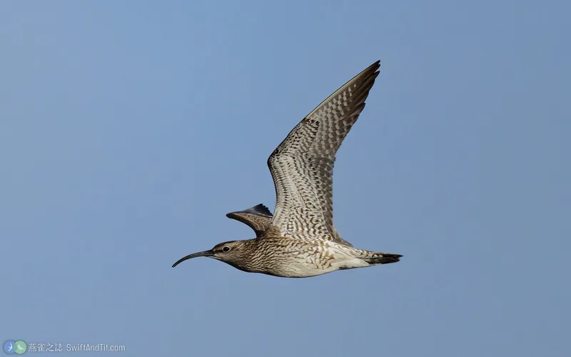歐亞中杓鷸 Eurasian Whimbrel 飛行