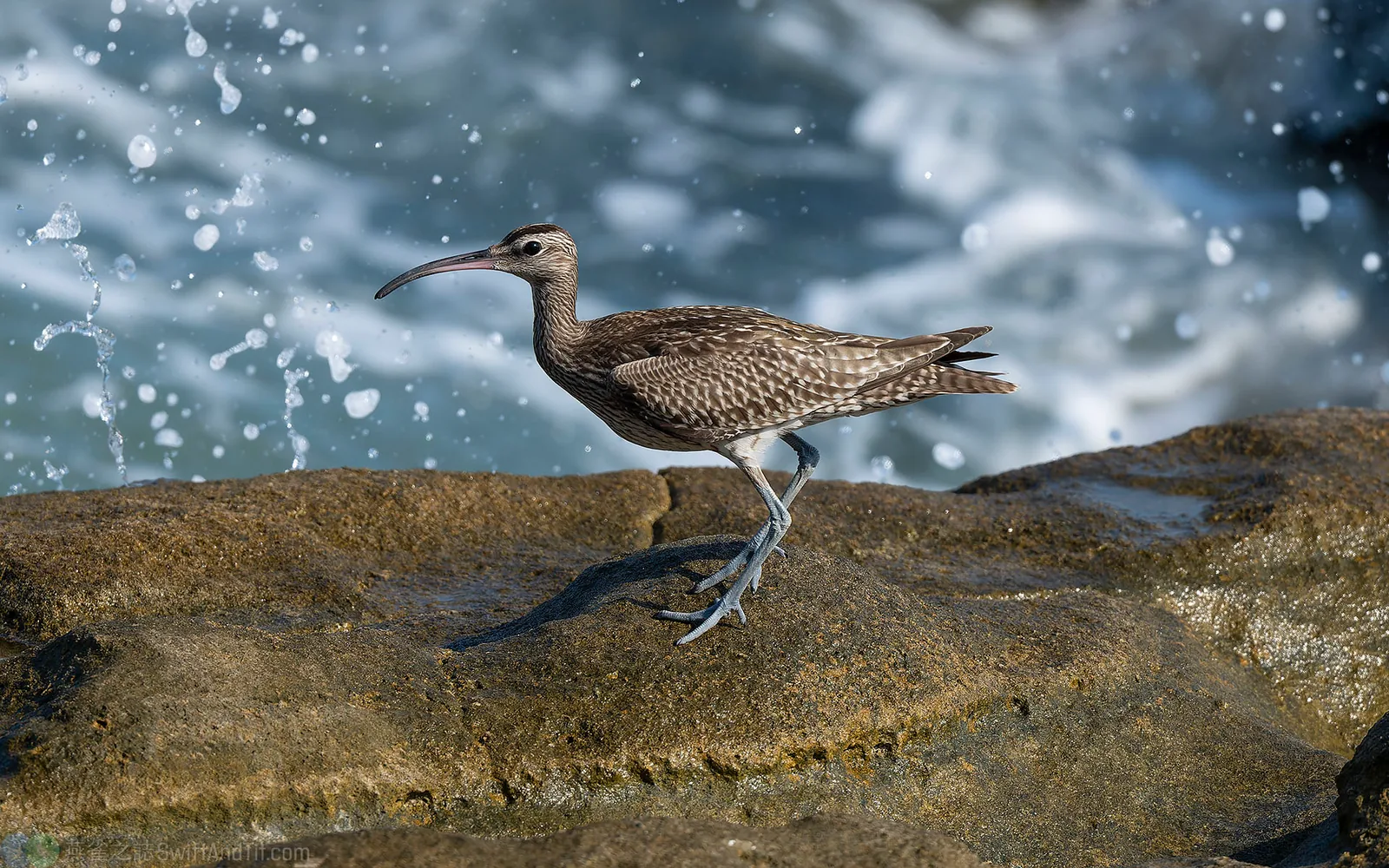 歐亞中杓鷸 Eurasian Whimbrel