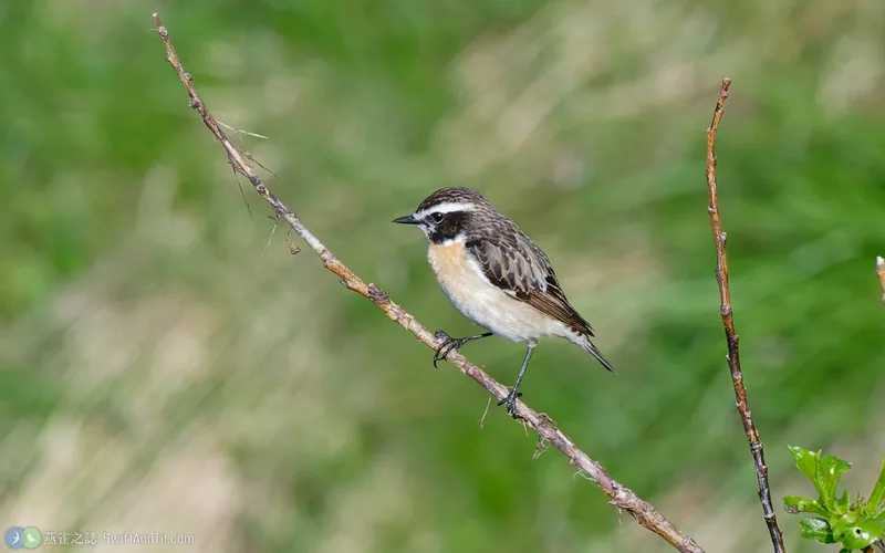 草原石䳭 Whinchat