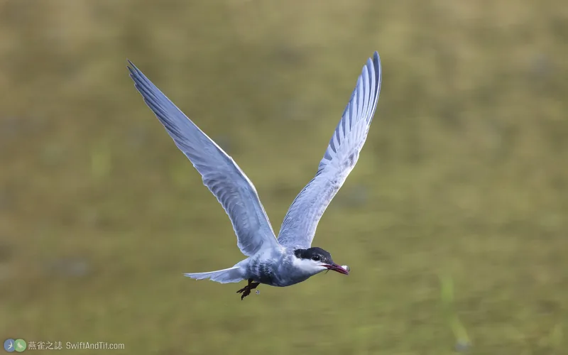 黑腹燕鷗 Whiskered Tern 繁殖羽 飛行