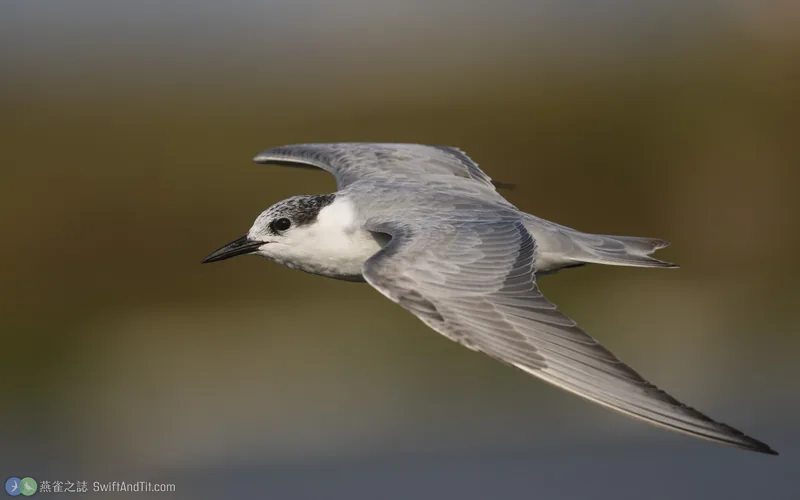黑腹燕鷗 Whiskered Tern 飛行 非繁殖羽