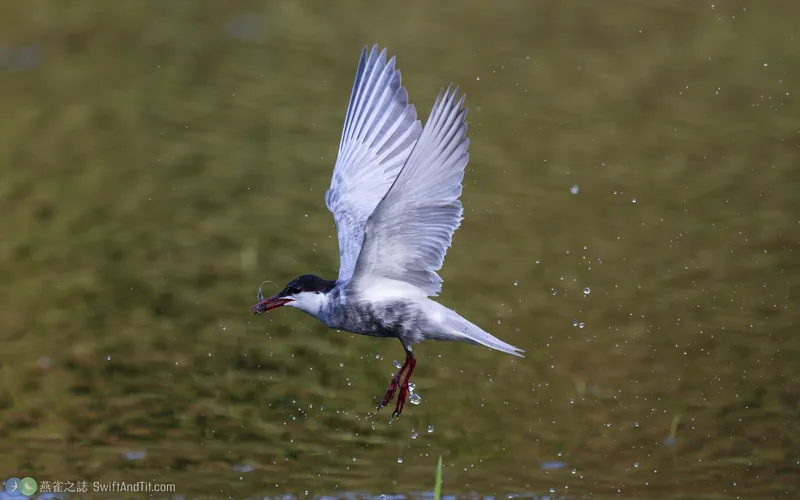 黑腹燕鷗 Whiskered Tern