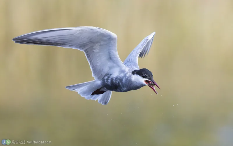 黑腹燕鷗 Whiskered Tern 繁殖羽 飛行