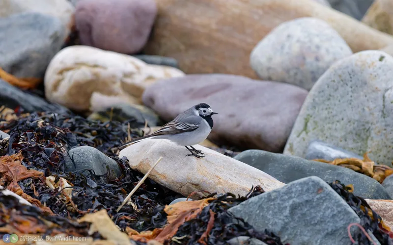 白鶺鴒 White Wagtail