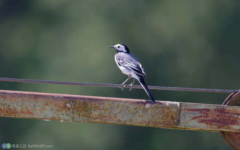 白鶺鴒 White Wagtail