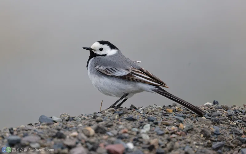 白鶺鴒 White Wagtail 雄鳥