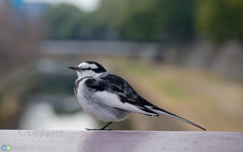 白鶺鴒 White Wagtail