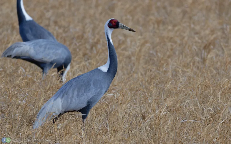 白枕鶴 White-naped Crane