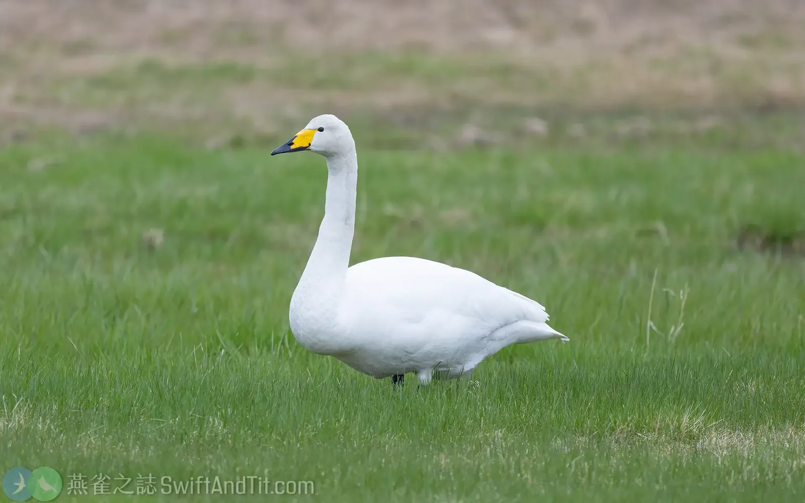 黃嘴天鵝 Whooper Swan