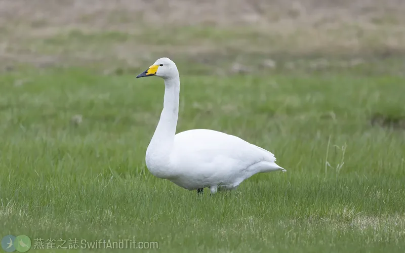 黃嘴天鵝 Whooper Swan