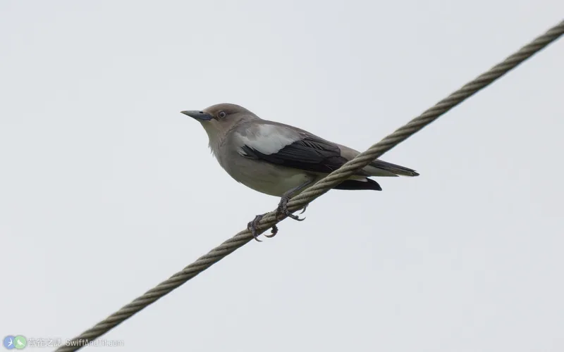 灰背椋鳥 White-shouldered Starling