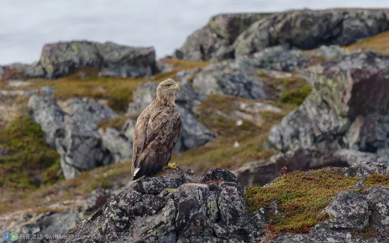 白尾海鵰 White-tailed Eagle